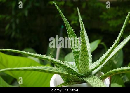 Getupft Form Aloe Vera Var. Chinensis Pflanze im Garten Stockfoto