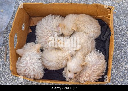 Neugeborener ungarischer Puli Dog Beige Welpen in Box Stockfoto