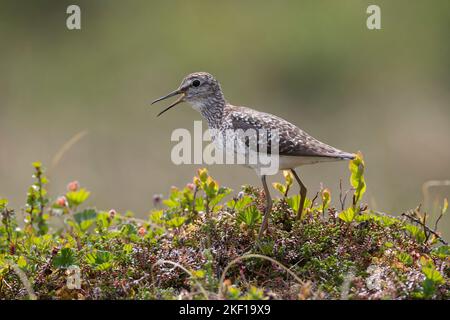 Bruchwasserläufer, Bruch-Wasserläufer, Wasserläufer, Tringa glareola, Holzsandpiper, le Chevalier sylvain Stockfoto