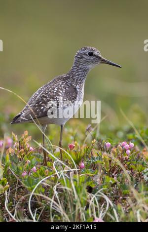 Bruchwasserläufer, Bruch-Wasserläufer, Wasserläufer, Tringa glareola, Holzsandpiper, le Chevalier sylvain Stockfoto