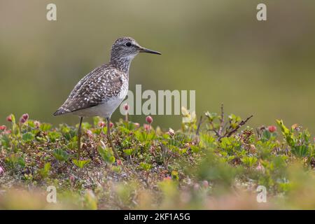 Bruchwasserläufer, Bruch-Wasserläufer, Wasserläufer, Tringa glareola, Holzsandpiper, le Chevalier sylvain Stockfoto