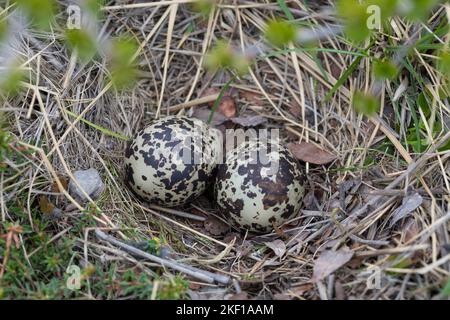 Goldregenpfeifer, Nest, Gelege, Eier, Ei, Gold-Regenpfeifer, Regenpfeifer, Pluvialis apricaria, Eurasischer Goldpfeifer, Goldpfeifer, Nest, Ei, Eier Stockfoto