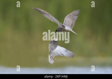 schwarze Seeschwalben Stockfoto