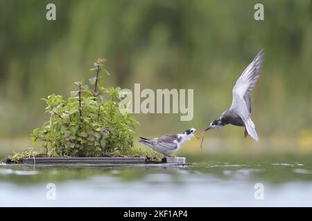 schwarze Seeschwalben Stockfoto