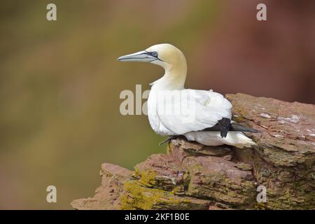 Basstölpel Stockfoto