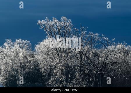 Bäume nach einem Eissturm, Cadillac, Michigan, USA Stockfoto