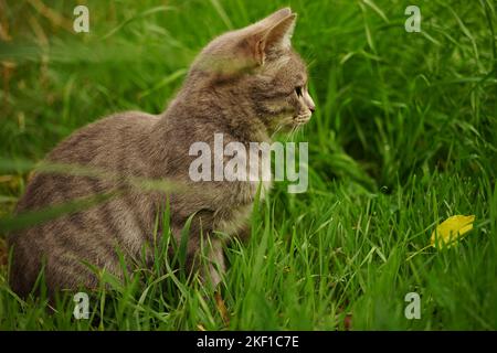 Ein graues Kätzchen ruht im Herbstgarten. Katze sitzt im nassen grünen Gras. Stockfoto