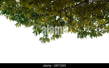 Herbstbaum Hintergrund auf weißem BG Stockfoto