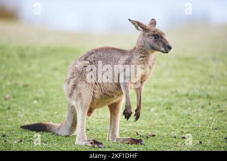 Stehendes graues Känguru aus dem Osten Stockfoto