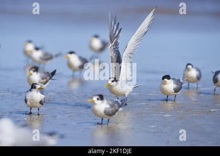 Ternentinnen Mit Großer Rast Stockfoto