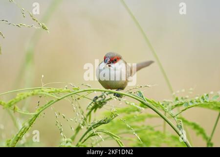 Gemeiner Grenadier Stockfoto