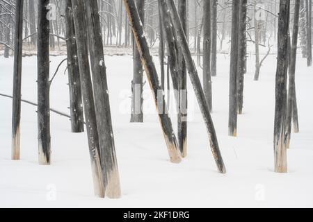 Geisterbäume in der Nähe von Fountain Flats im Winter, Yellowstone National Park, Wyoming, USA Stockfoto