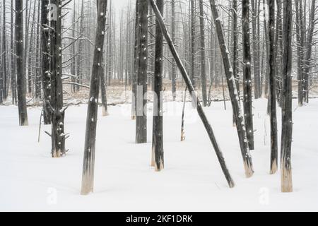 Geisterbäume in der Nähe von Fountain Flats im Winter, Yellowstone National Park, Wyoming, USA Stockfoto