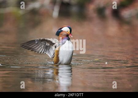 Mandarin Ente Stockfoto