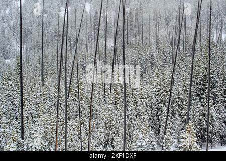 Verschneite Lodgepole, die sich nach einem früheren Brand regenerieren, Yellowstone National Park, Wyoming, USA Stockfoto