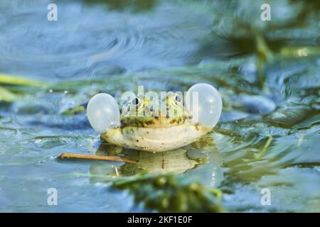 Gewöhnlicher Grasfrosch Stockfoto