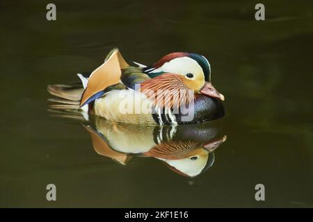 Mandarin Ente Stockfoto