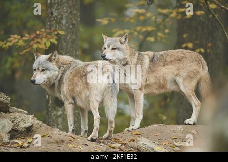 Östliche Wölfe Stockfoto