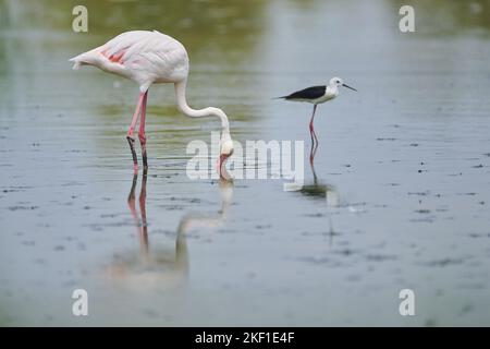 Rosaflamingo Stockfoto