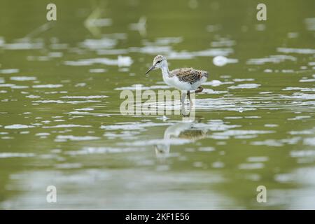 Stelzenläufer Stockfoto