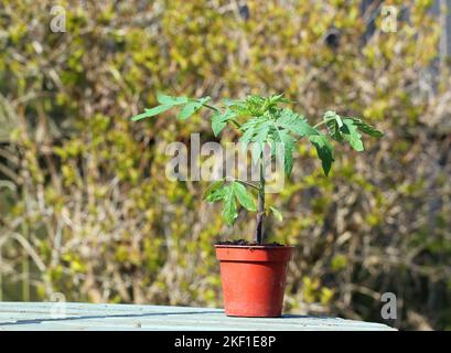 Tomatenpflanzen, die in Töpfen wachsen, die bereit sind, in ihrer endgültigen Wachstumsposition verpflanzt zu werden. Stockfoto