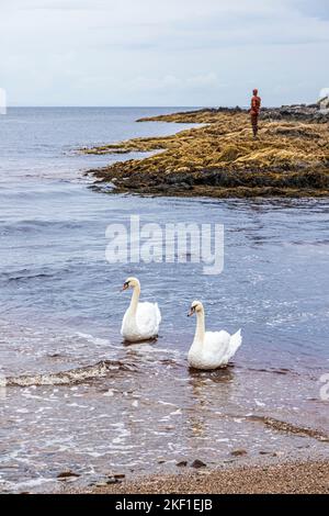 Zwei stumme Schwäne in Saddell Bay auf der Kintyre Peninsula, Argyll & Bute, Schottland Großbritannien - Grip von Antony Gormley ist im Hintergrund. Stockfoto