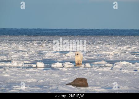 Eisbär an der Hudson Bay, Churchill Stockfoto