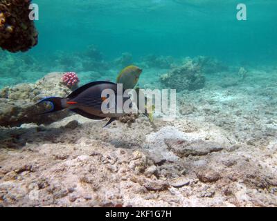 Sohal Surgeonfish. Fisch - eine Art Knochenfisch Ostechthyes. Fischchirurgen. Arabischer Chirurg. Stockfoto