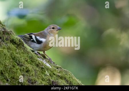 Juveniler Buchfink (Fringilla coelebs) im Wald Stockfoto