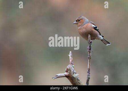 Gewöhnlicher Buchfink (Fringilla coelebs) im Wald, Cairngorms, Schottland Stockfoto