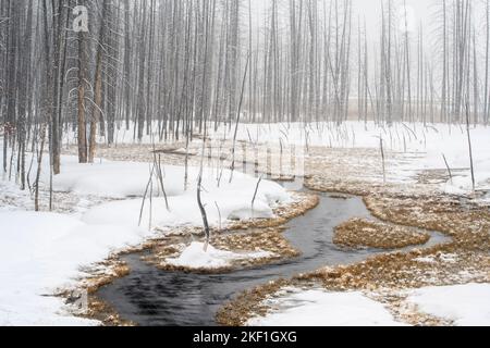 Geisterbäume und Wasserlauf in der Nähe von Fountain Flats im Winter, Yellowstone National Park, Wyoming, USA Stockfoto