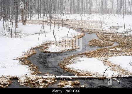 Geisterbäume und Wasserlauf in der Nähe von Fountain Flats im Winter, Yellowstone National Park, Wyoming, USA Stockfoto