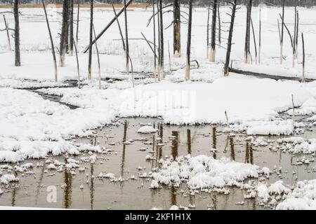 Frosted Features in der Nähe von Midway Geyser Basin, Yellowstone National Park, Wyoming, USA Stockfoto