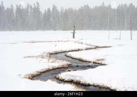 Geisterbäume und Wasserlauf in der Nähe von Fountain Flats im Winter, Yellowstone National Park, Wyoming, USA Stockfoto