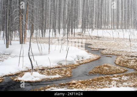 Geisterbäume und Wasserlauf in der Nähe von Fountain Flats im Winter, Yellowstone National Park, Wyoming, USA Stockfoto