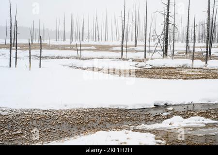 Geisterbäume und Wasserlauf in der Nähe von Fountain Flats im Winter, Yellowstone National Park, Wyoming, USA Stockfoto