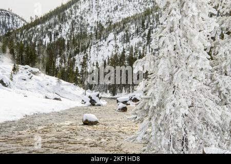 Gibbon River mit Milchbäumen in der Nähe von Beryl Spring, Yellowstone National Park, Wyoming, USA Stockfoto