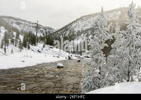 Gibbon River mit Milchbäumen in der Nähe von Beryl Spring, Yellowstone National Park, Wyoming, USA Stockfoto