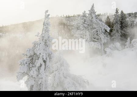 Milchbäume in der Nähe von Beryl Spring, Yellowstone National Park, Wyoming, USA Stockfoto