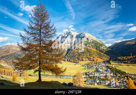 Einzelne Lärche mit Herbstfarben auf einem Berghang in der Nähe von La Punt-Chamues-ch im Engadiner Tal, Schweiz Stockfoto