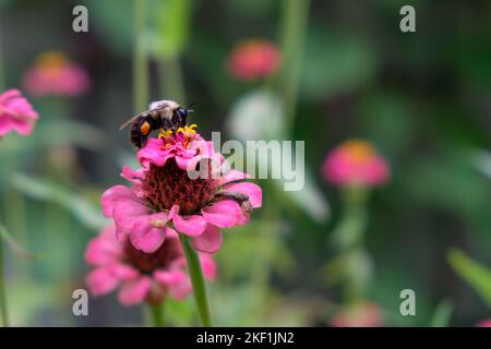 Sinle detailierte Biene sammelt Nektar aus der Pflühblume im Garten. Stockfoto