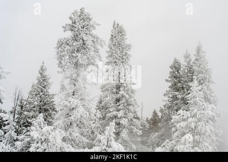 Springbrunnen Farbtöpfe Geysir Becken im Winter - heiße Quellen und Milchbäume, Yellowstone National Park, Wyoming, USA Stockfoto