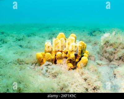 Gelber Tubenschwamm, Aplysina aerophoba, mit helltürkisfarbenem Meereshintergrund. Bild von der Adria, Kroatien Stockfoto