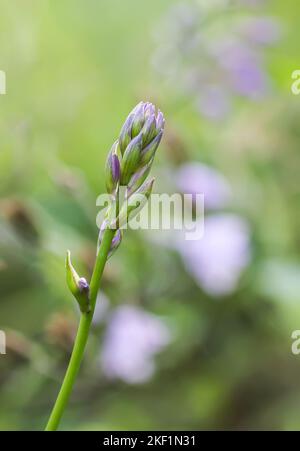 Hosta-Pflanze in der Blütezeit. Blaue Maus Ohren lila Blüten Stockfoto