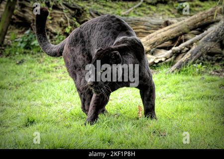 Ein schwarzer jaguar auf einer grünen Wiese Stockfoto