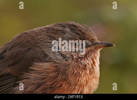 Dartford Warbler (Sylvia undata dartfordiensis) Nahaufnahme des unreifen Kopfes Eccles-on-Sea, Norfolk Oktober Stockfoto