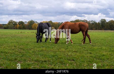 Zwei schöne Pferde auf grünen Wiesen. Stockfoto