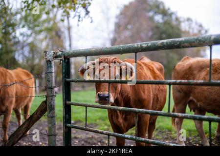 Eine Kuh, die durch den Zaun schaut. Vieh und Rinder.Freiheit, vegan. Stockfoto