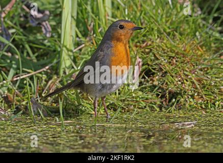 Europäischer Robin (Erithacus rubecula melophilus), der im flachen Wasser steht und Eccles-on-Sea, Norfolk, Großbritannien, baden wird. April Stockfoto