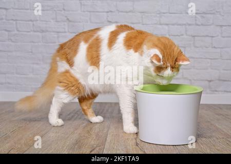 Niedliche Langhaar-Katze Trinkwasser aus einem Haustier-Trinkbrunnen. Stockfoto